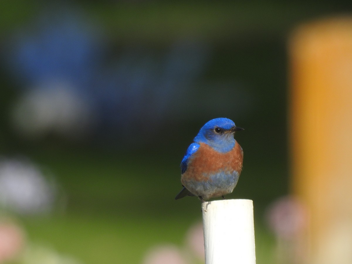 Blaukehl-Hüttensänger - ML616802414