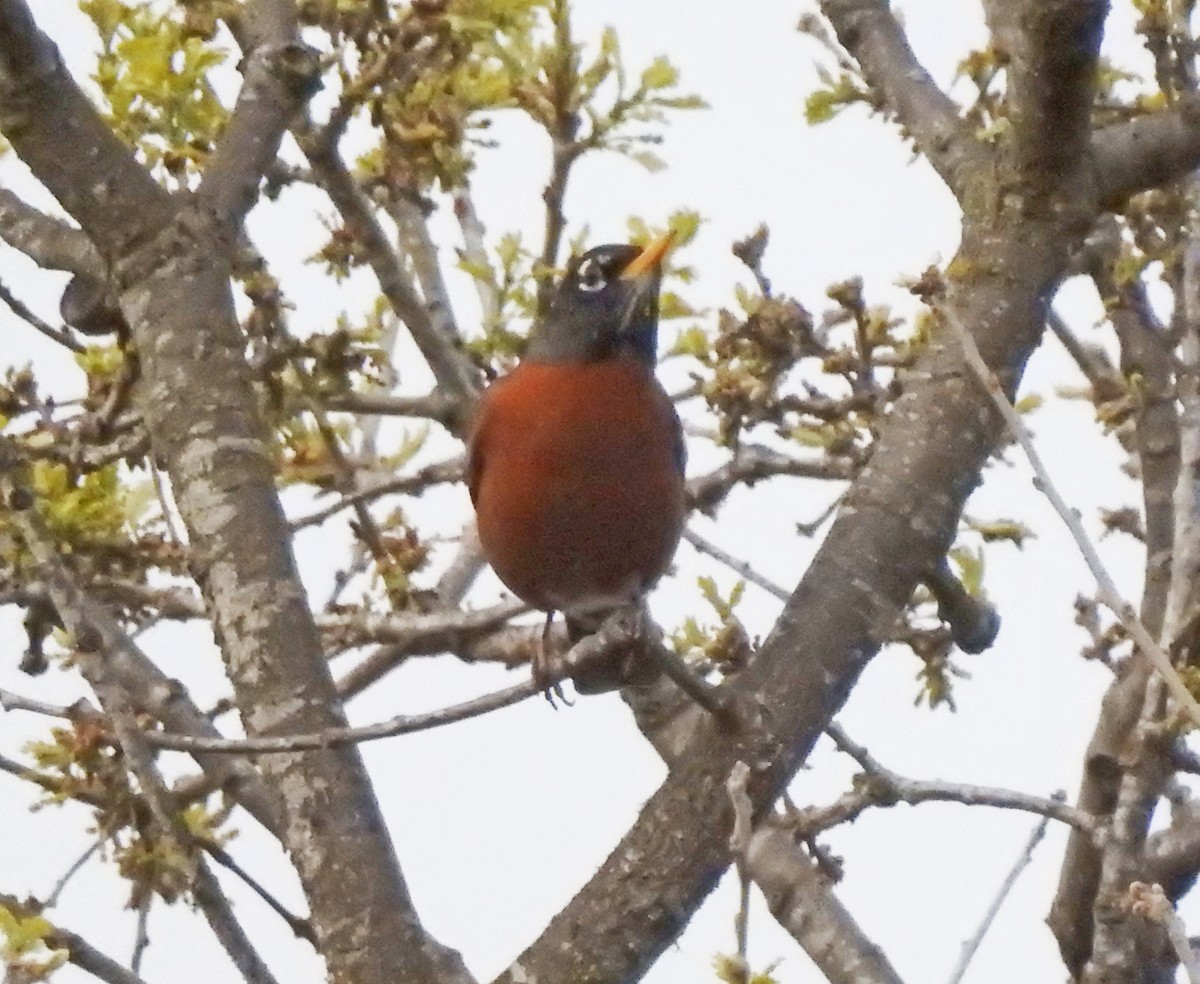 American Robin - ML616802416