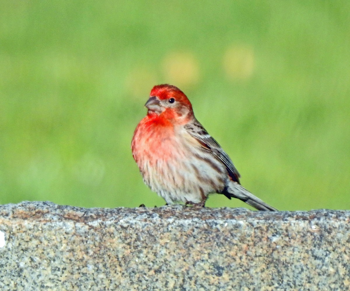 House Finch - Layton Pace