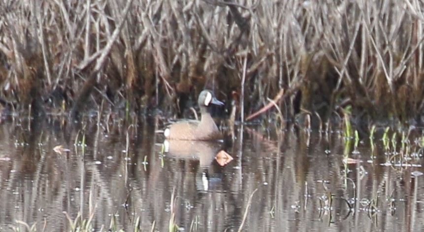 Blue-winged Teal - ML616802437