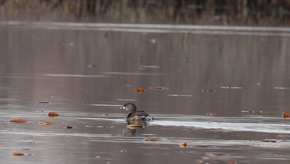 Pied-billed Grebe - ML616802452