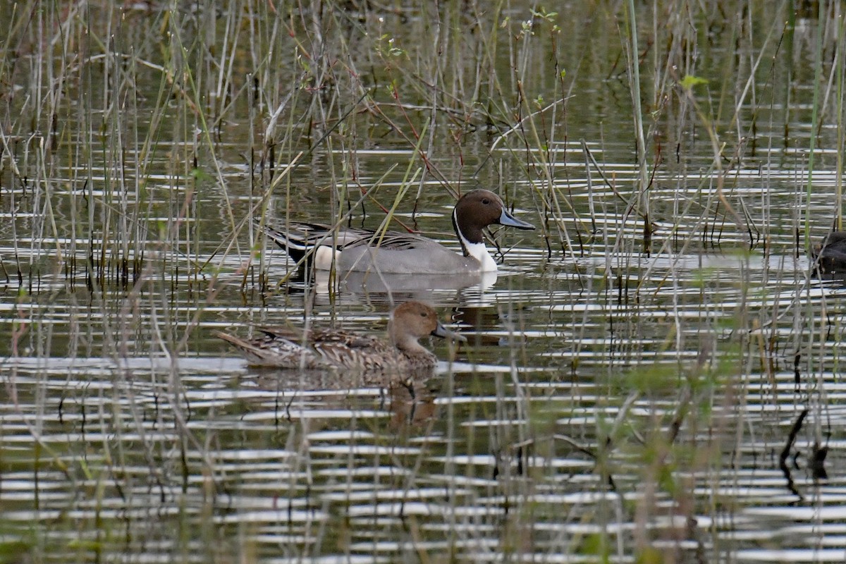 Northern Pintail - Christian Newton