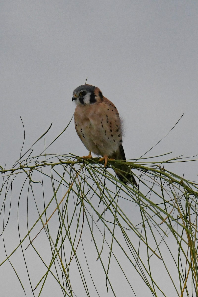 American Kestrel - ML616802491