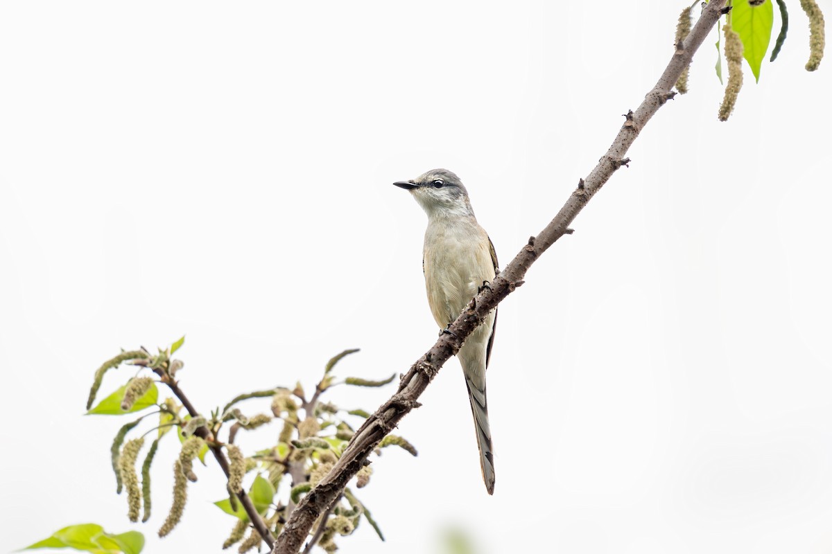 Brown-rumped Minivet - ML616802511