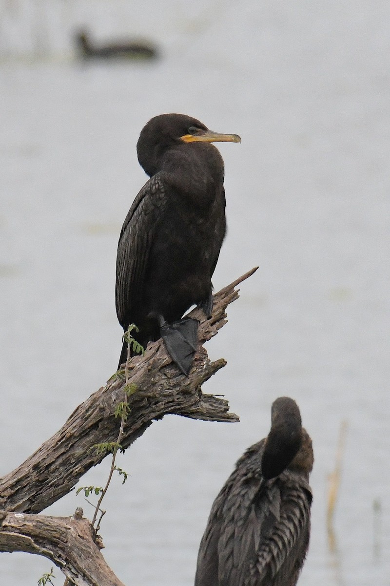 Neotropic Cormorant - Christian Newton