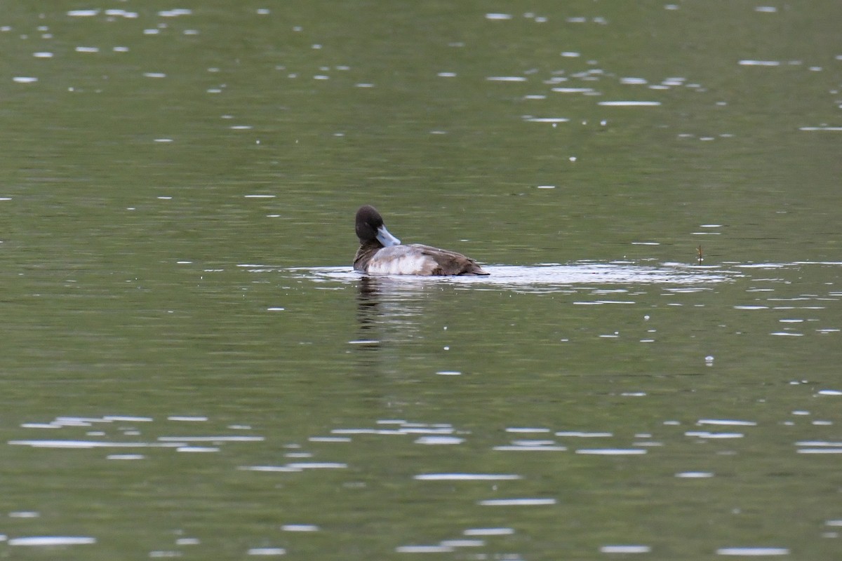 Lesser Scaup - Christian Newton