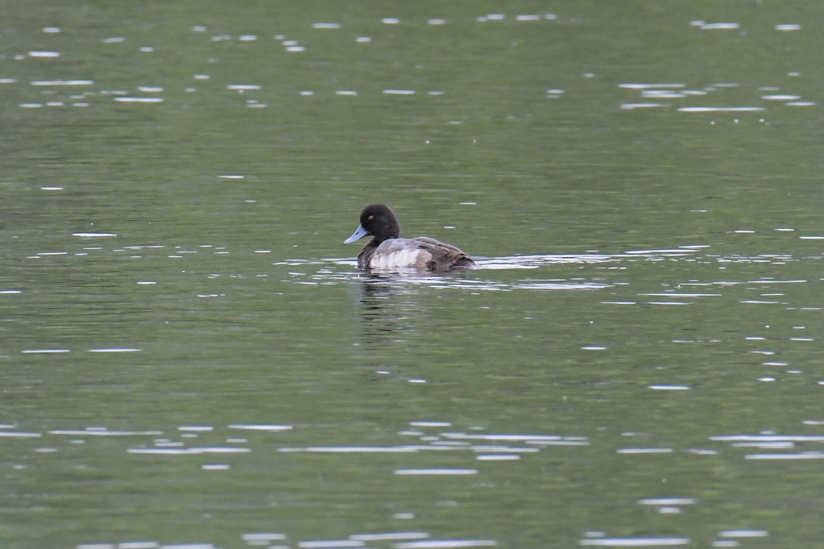 Lesser Scaup - ML616802526