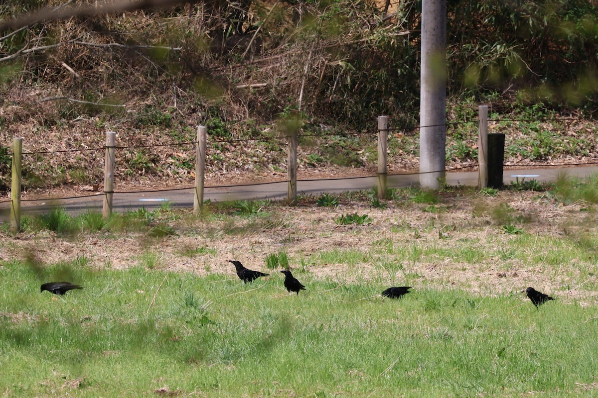 Carrion Crow - Shoko Sakai