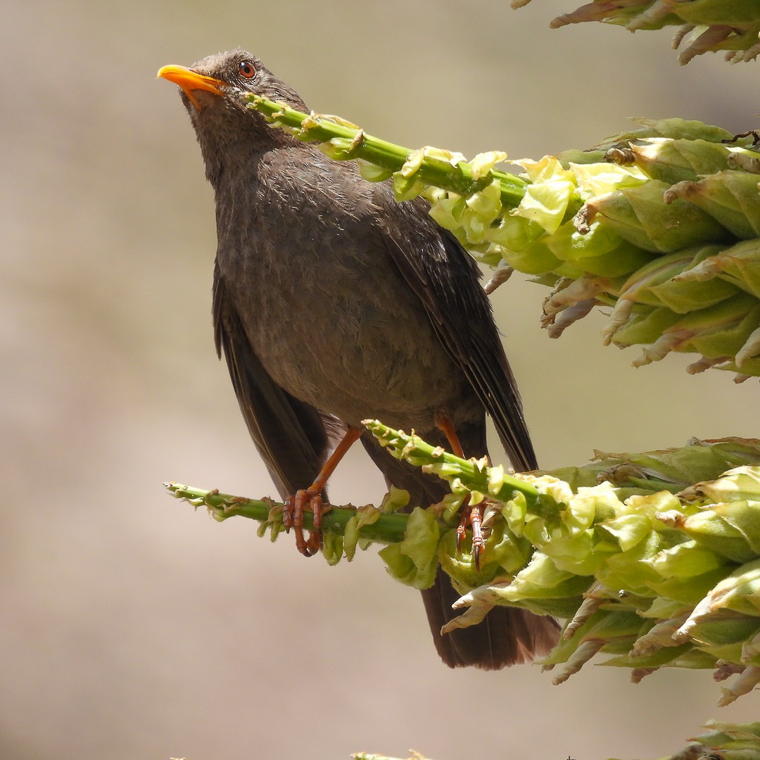 Chiguanco Thrush - Edwin Antony Calderon Noa