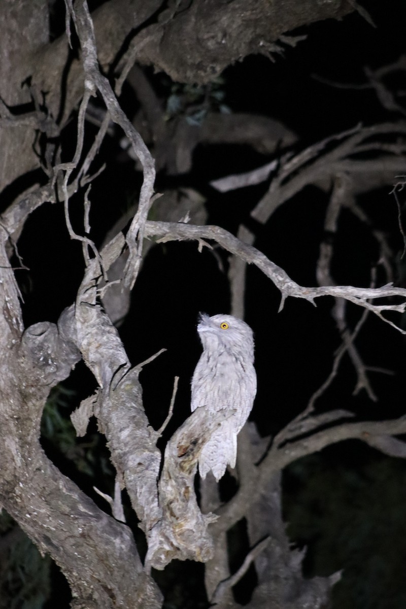 Tawny Frogmouth - ML616802577