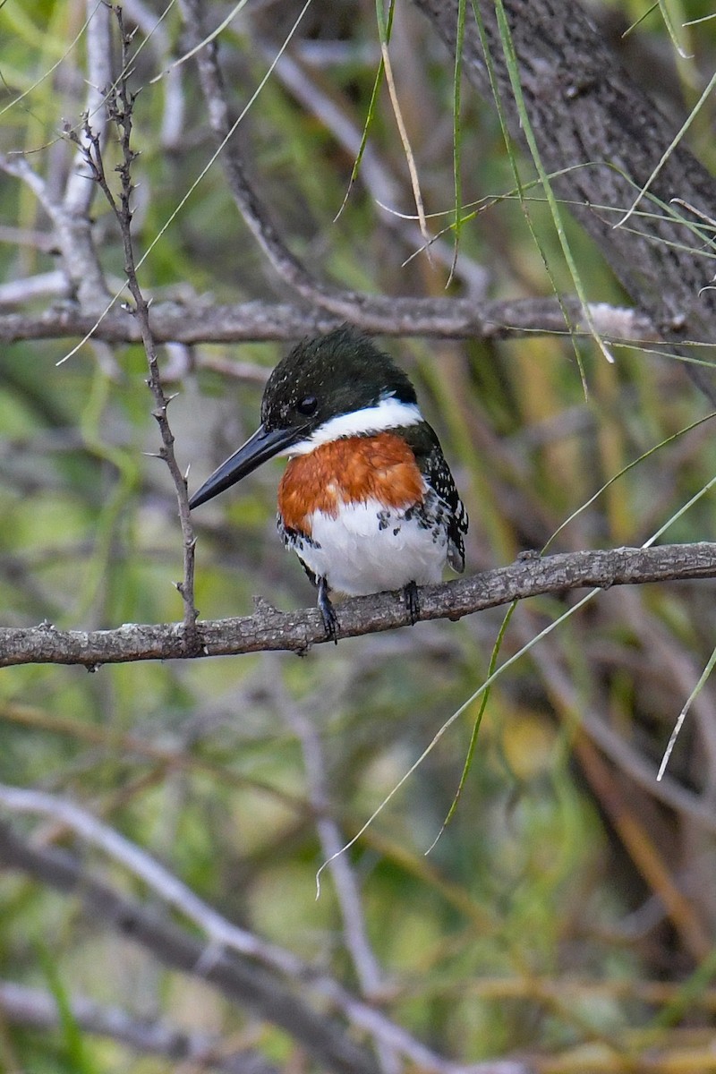 Green Kingfisher - Christian Newton