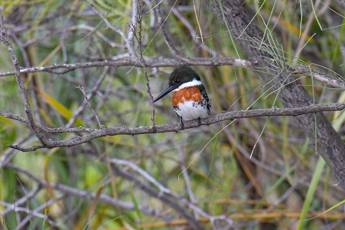 Green Kingfisher - Christian Newton