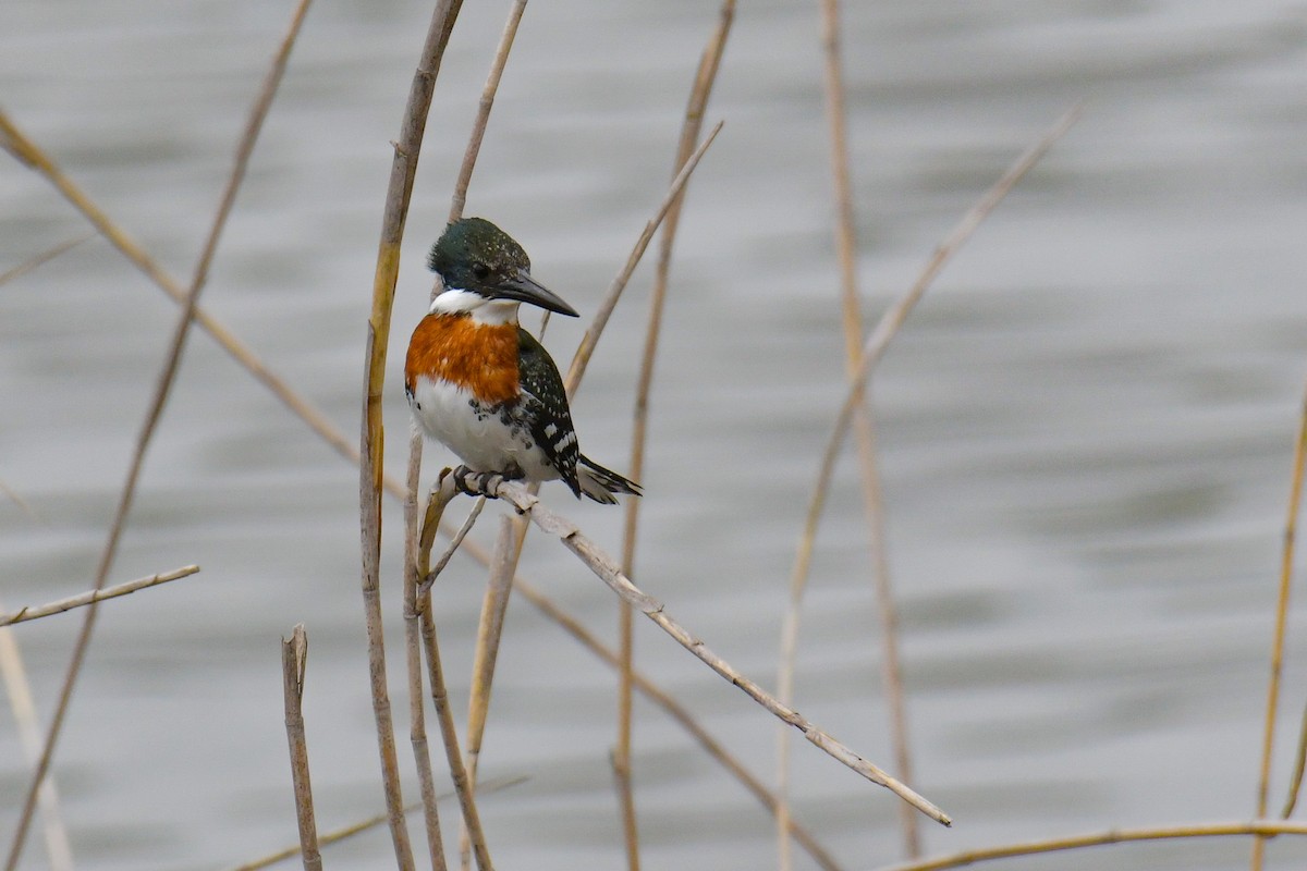 Green Kingfisher - ML616802602