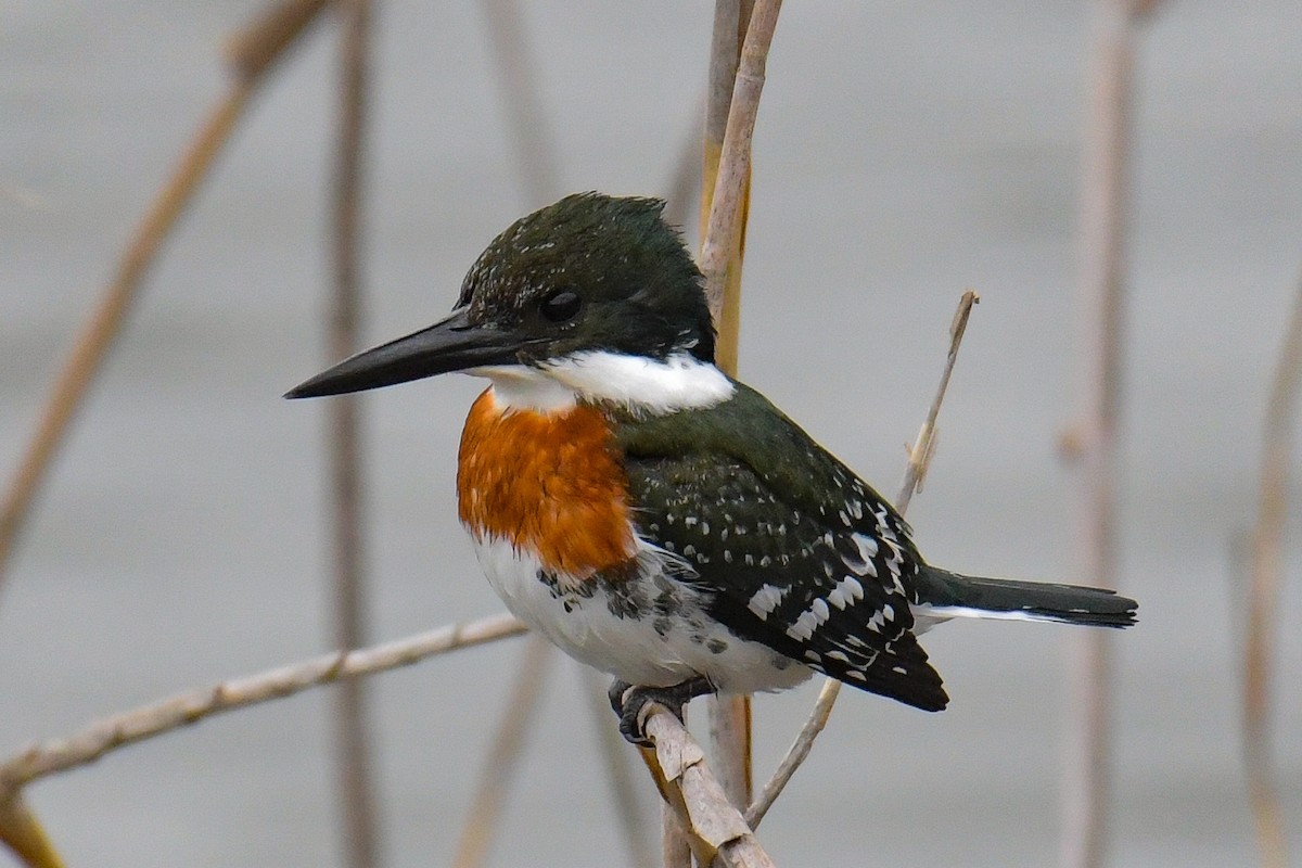 Green Kingfisher - ML616802603