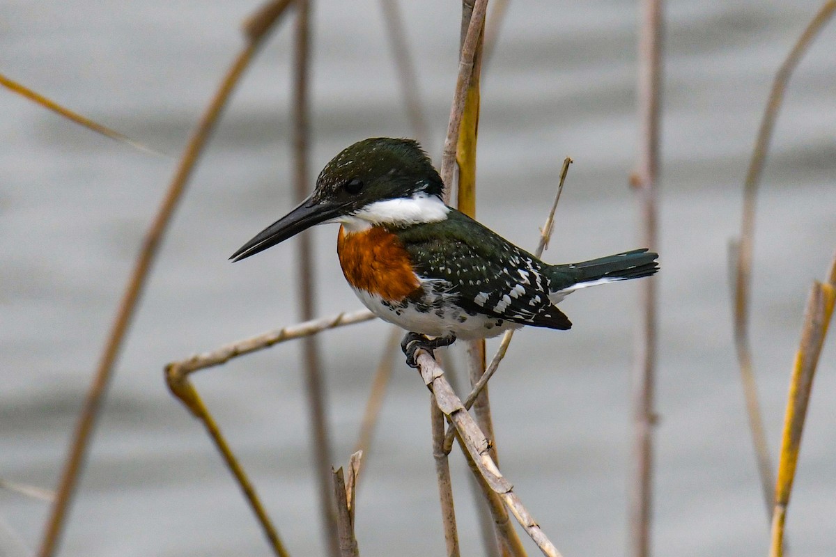 Green Kingfisher - ML616802604