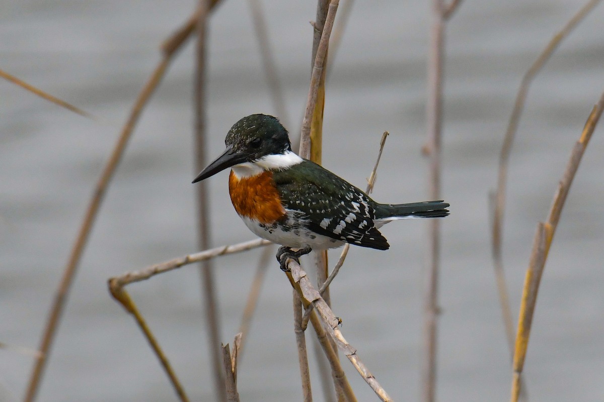 Green Kingfisher - Christian Newton