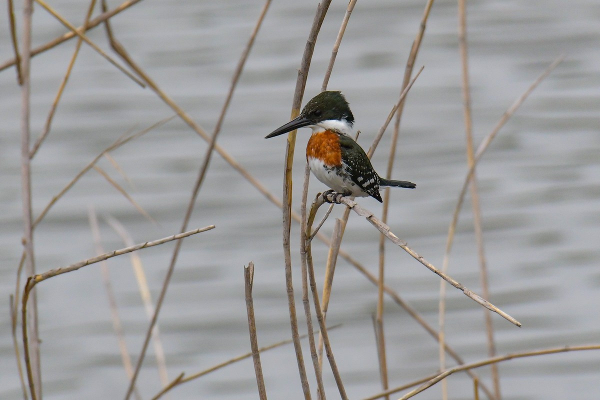 Green Kingfisher - Christian Newton