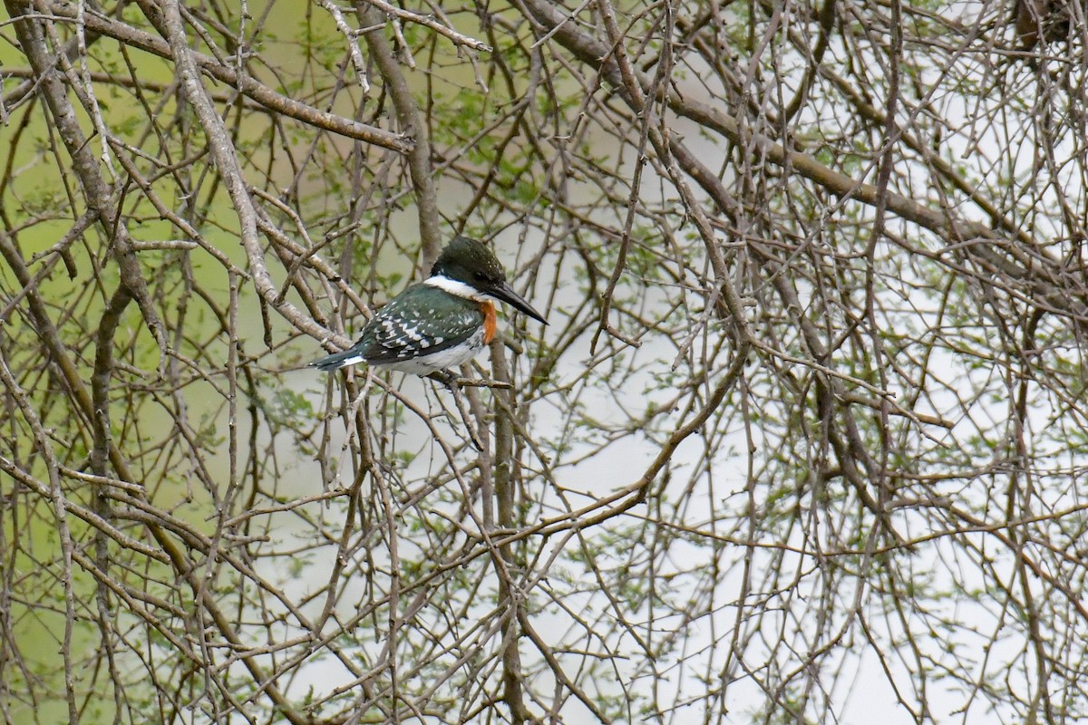 Green Kingfisher - Christian Newton