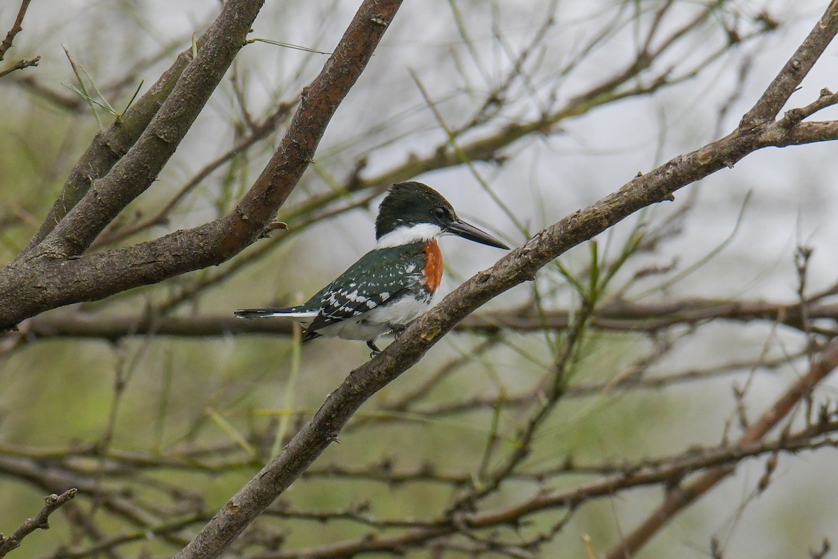 Green Kingfisher - ML616802609