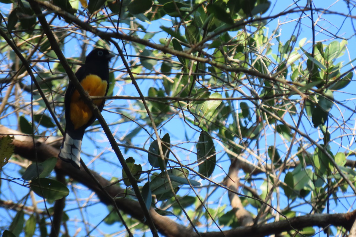 Black-headed Trogon - ML616802613