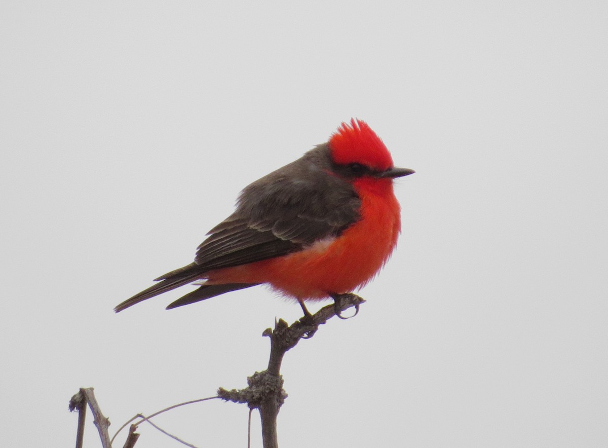 Vermilion Flycatcher - Shaun Robson