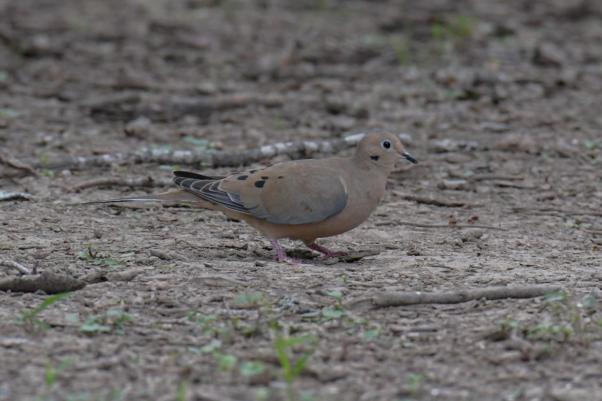 Mourning Dove - ML616802636