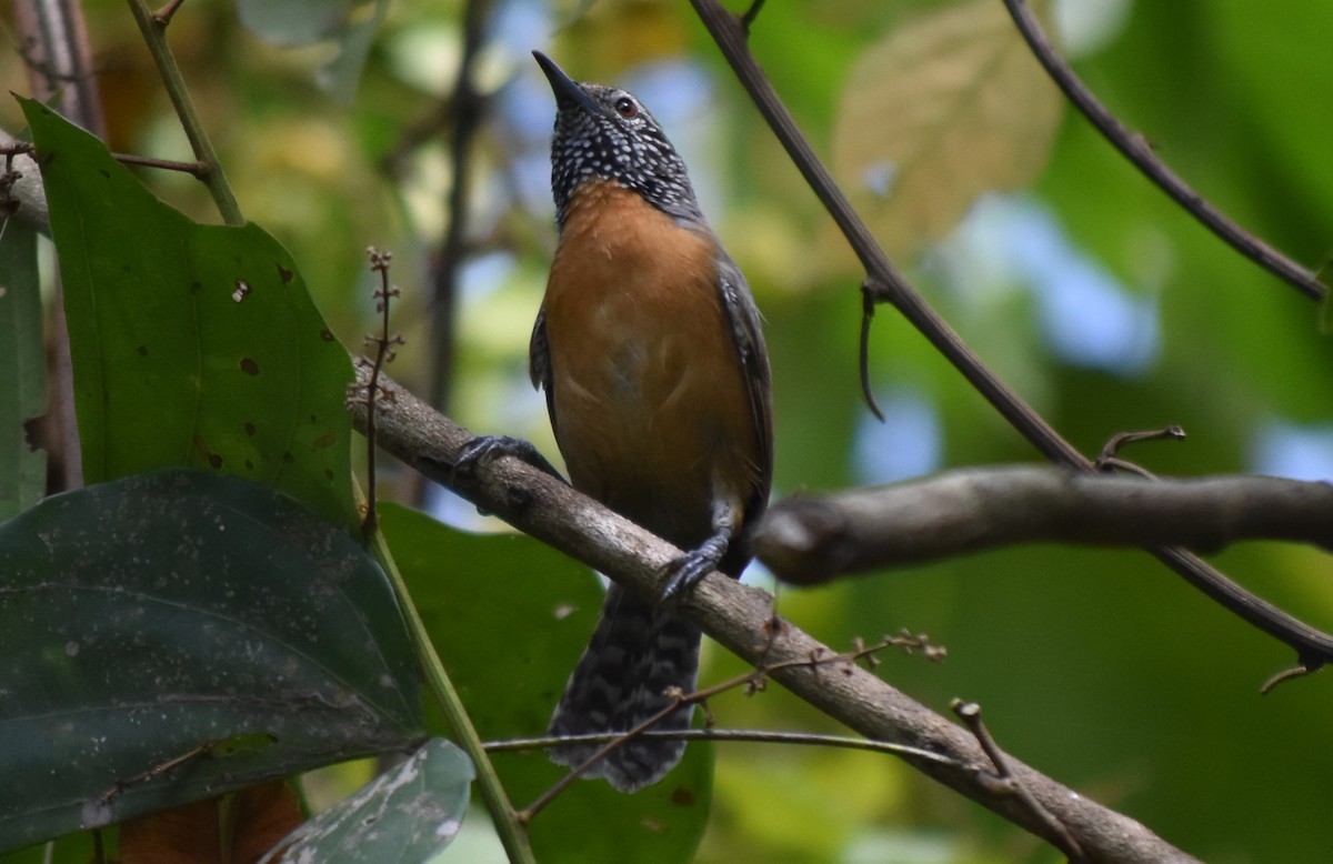 Rufous-breasted Wren - ML616802637