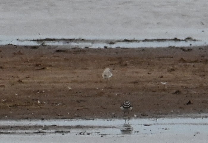 Snowy Plover - ML616802672