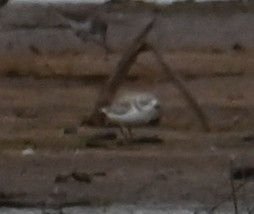 Snowy Plover - ML616802674