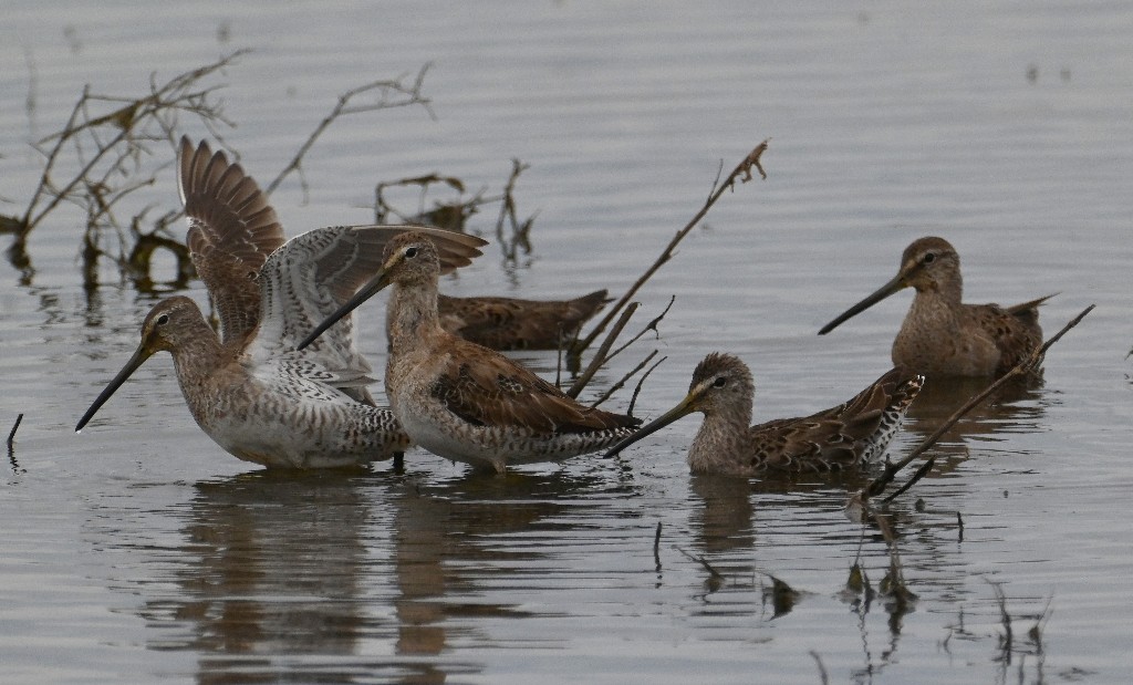 Long-billed Dowitcher - ML616802696