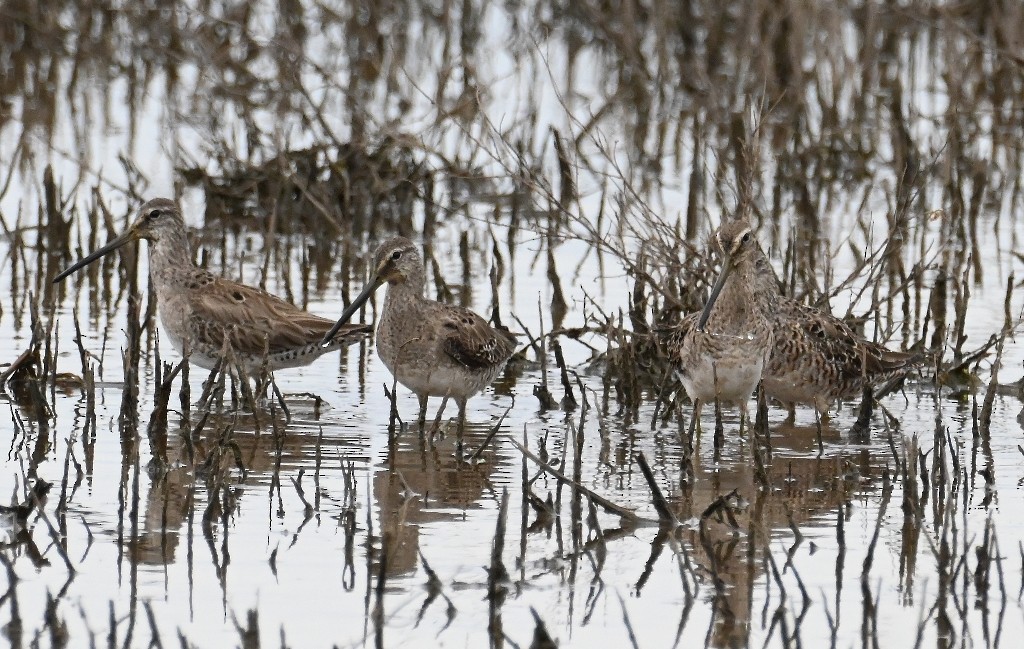 Long-billed Dowitcher - ML616802698
