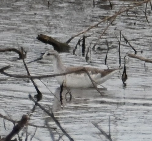 Wilson's Phalarope - Steve Davis