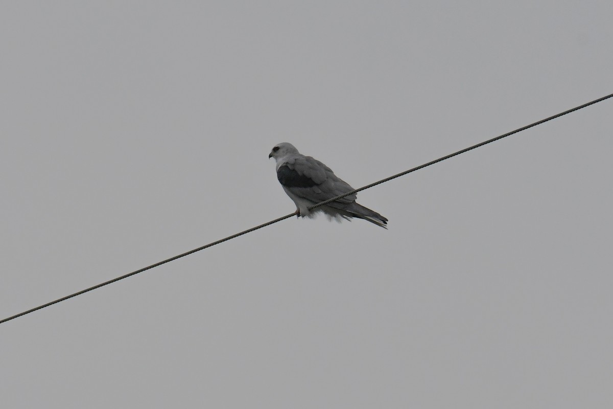 White-tailed Kite - ML616802765
