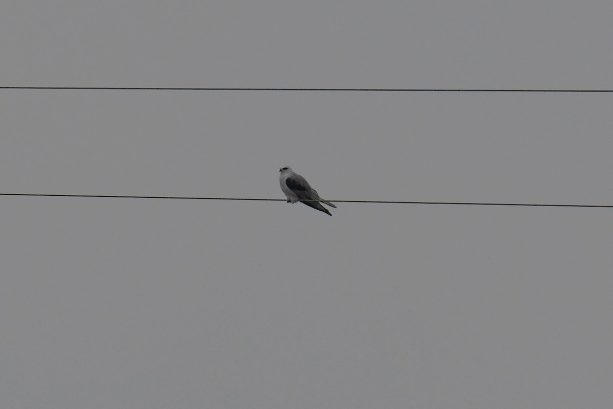 White-tailed Kite - ML616802767