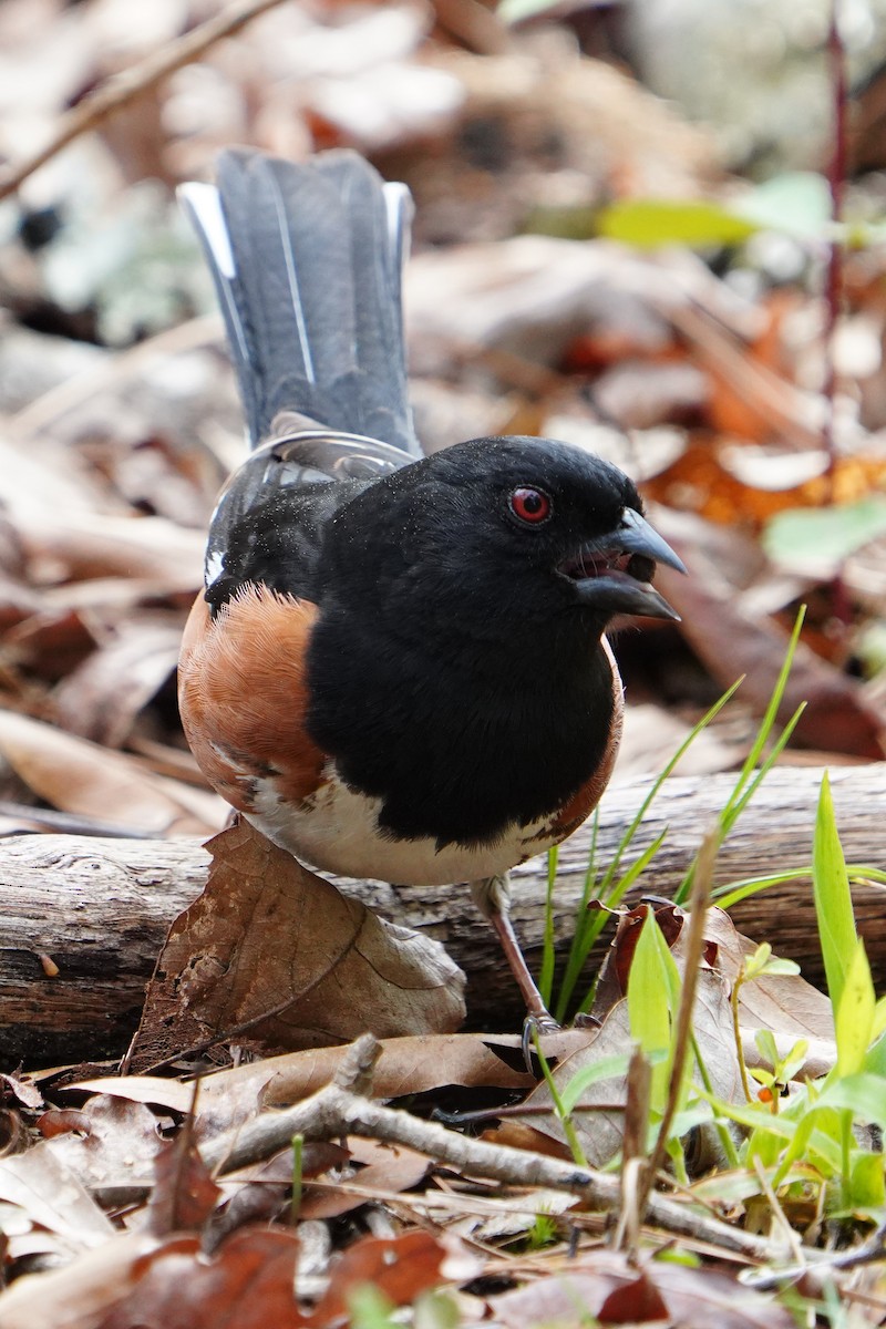 Eastern Towhee - ML616802780