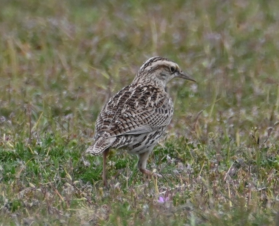 Western/Eastern Meadowlark - ML616802789