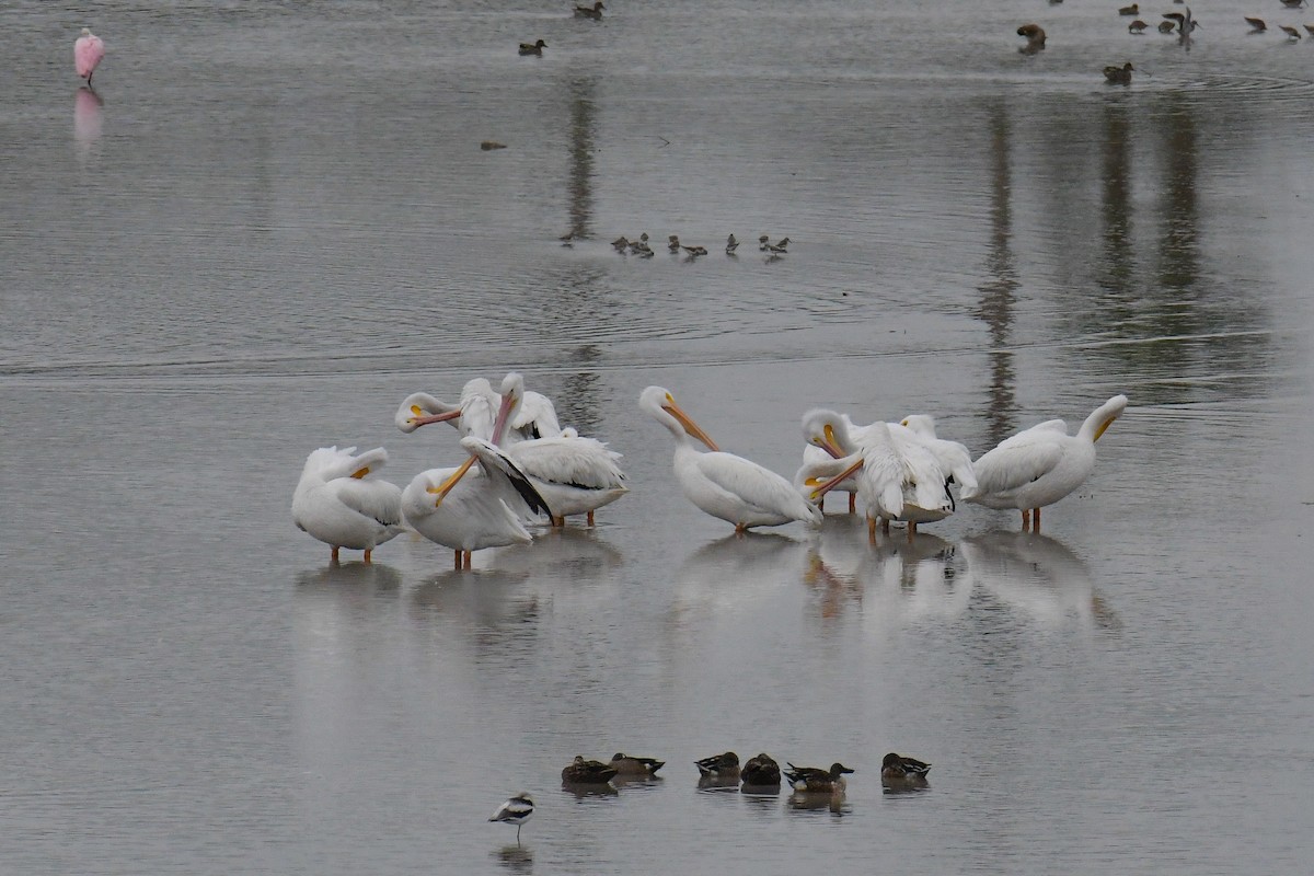 American White Pelican - ML616802795