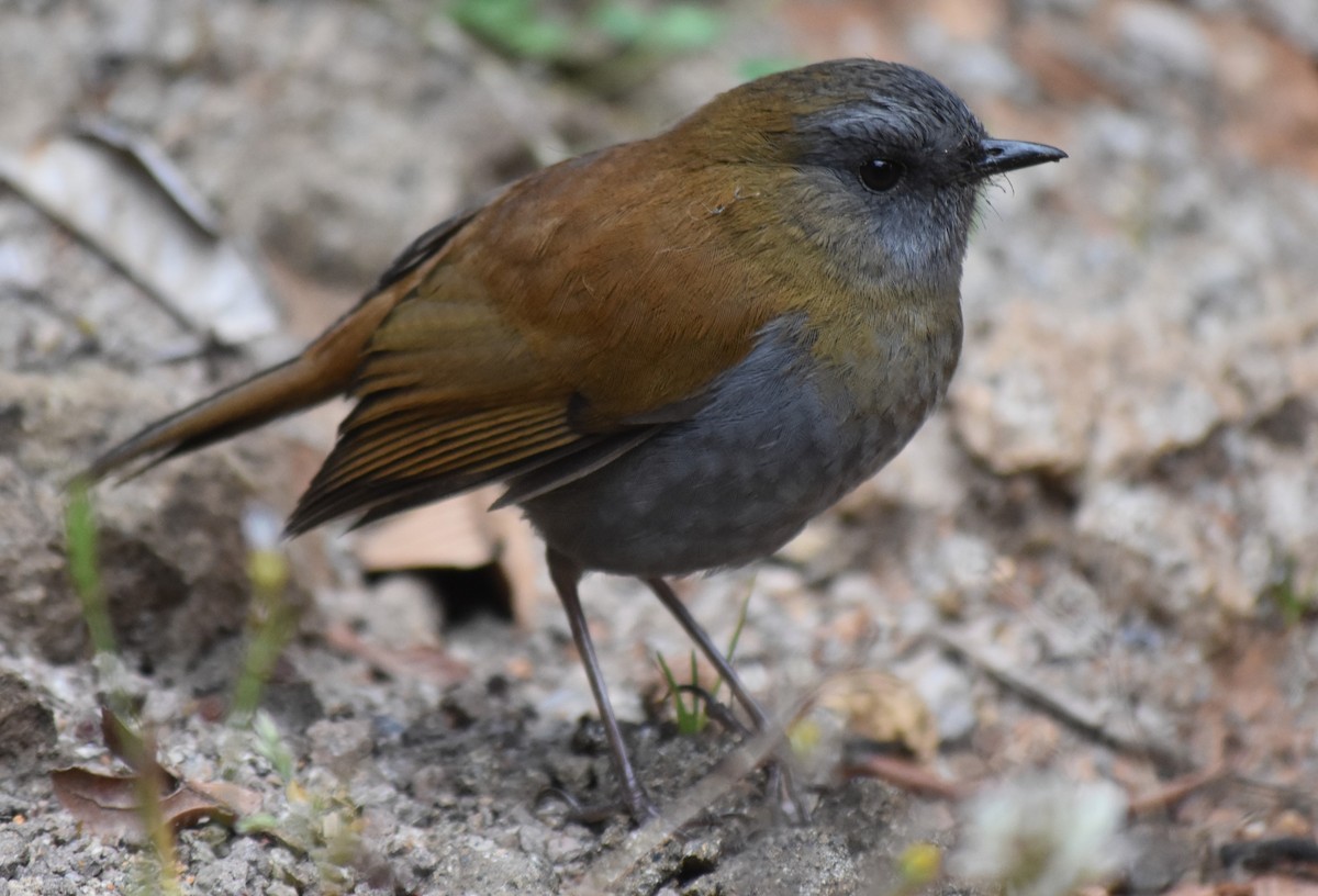 Black-billed Nightingale-Thrush - ML616802800