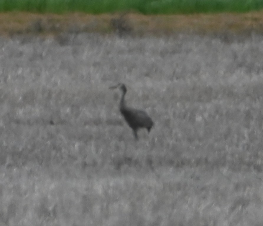 Sandhill Crane - ML616802824