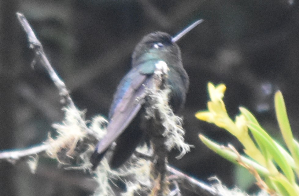 Fiery-throated Hummingbird - ML616802835