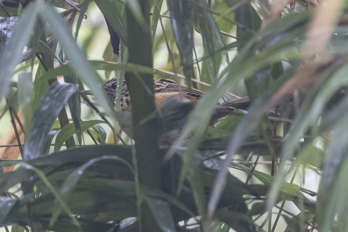 Streak-headed Antbird - ML616802856