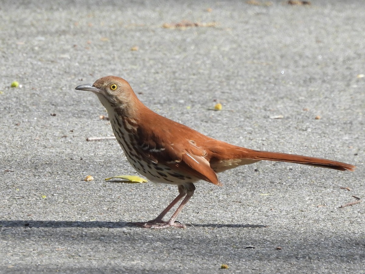 Brown Thrasher - ML616802872