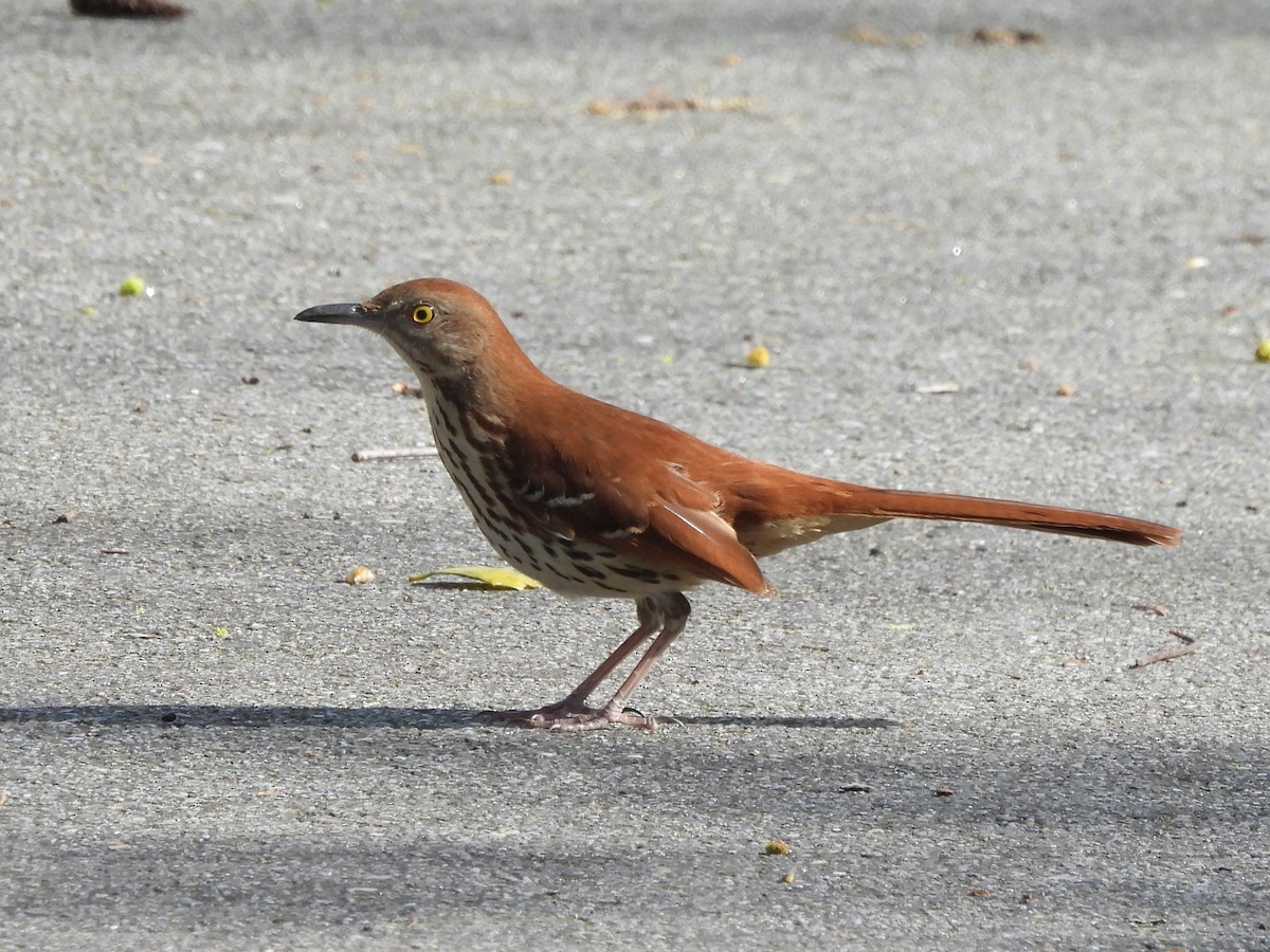 Brown Thrasher - ML616802874