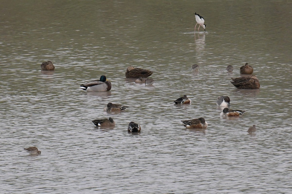 Canard colvert - ML616802889