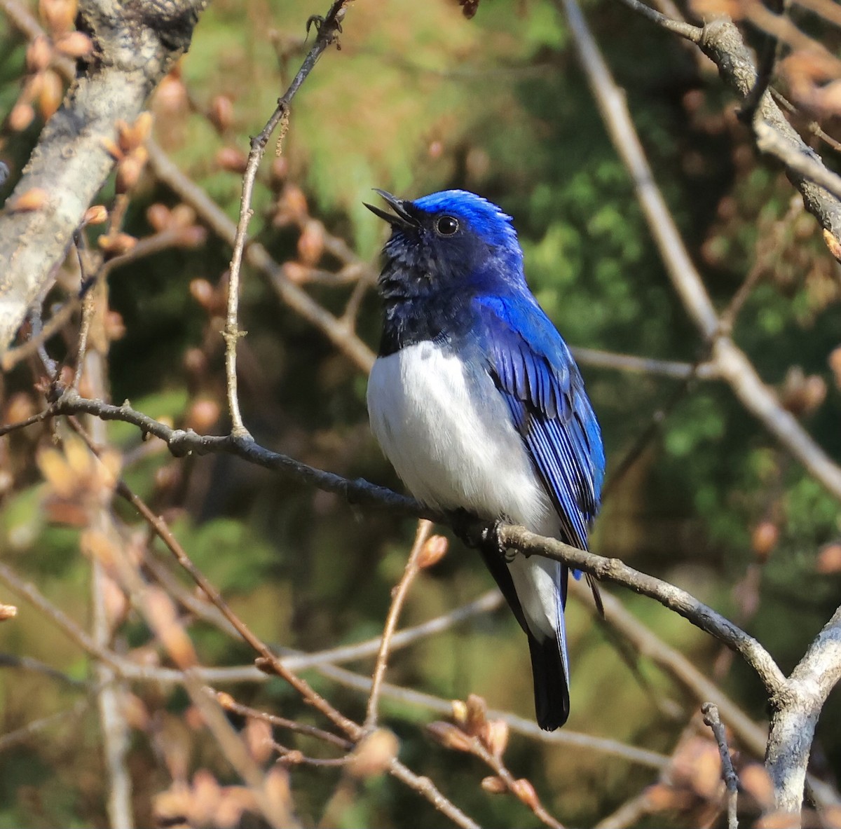 Blue-and-white Flycatcher - ML616802898