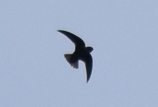 Chestnut-collared Swift - ML616802915