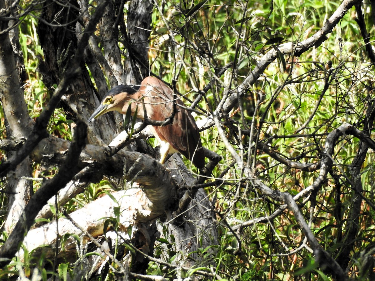 Nankeen Night Heron - ML616802917