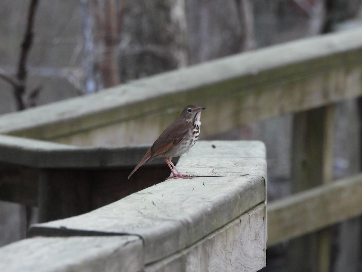 Hermit Thrush - Tracee Fugate