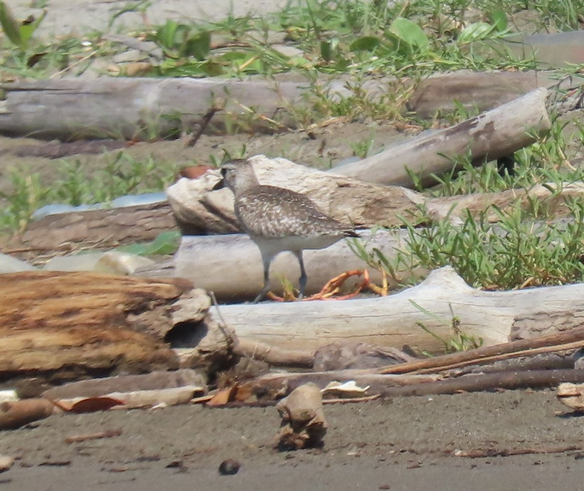 Black-bellied Plover - Susan Ballinger