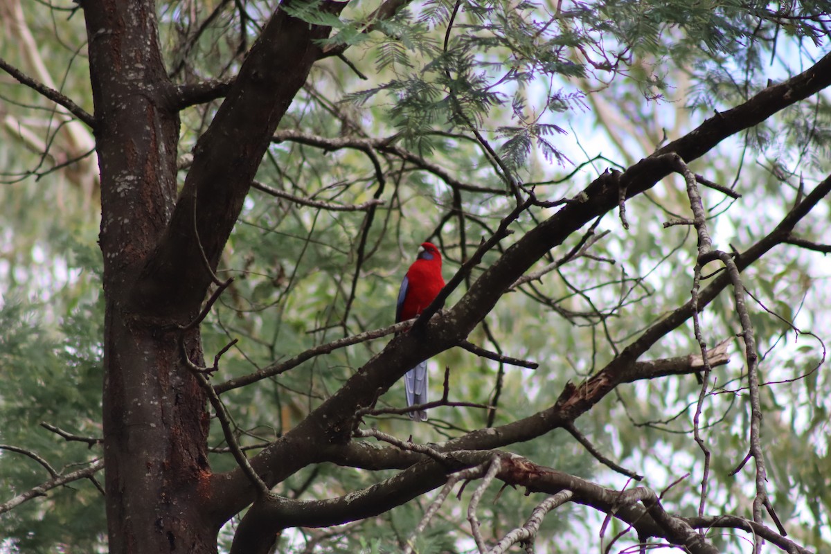 Crimson Rosella (Crimson) - ML616802990